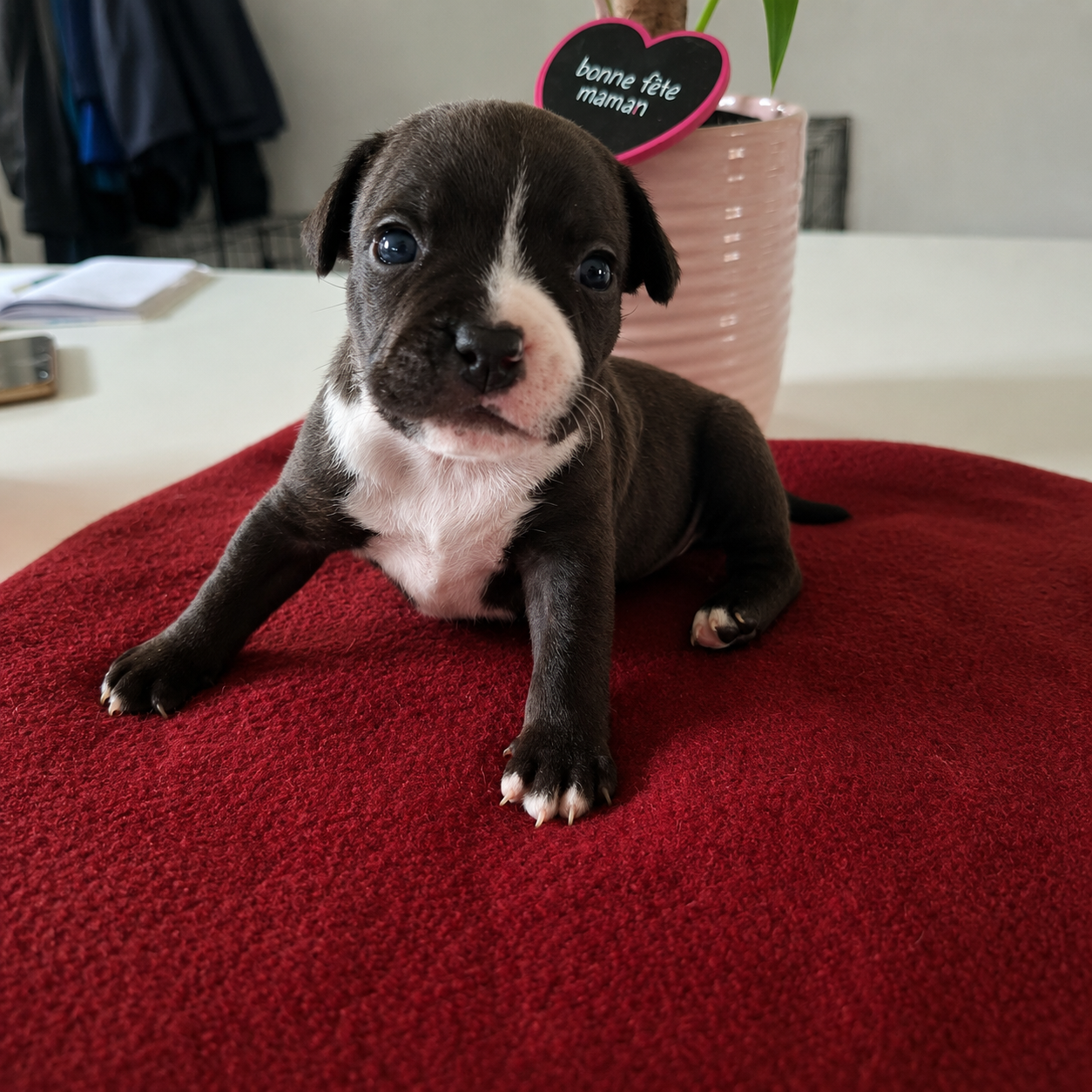 du Monde de Cali - Chiots disponibles - Staffordshire Bull Terrier