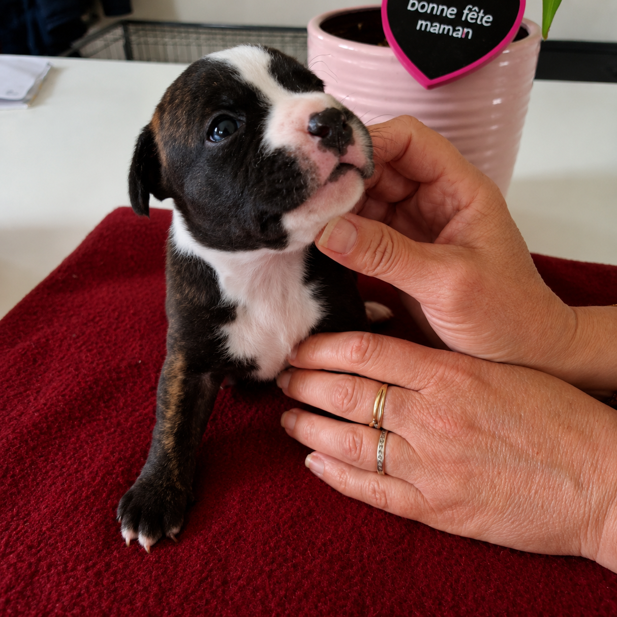 du Monde de Cali - Chiots disponibles - Staffordshire Bull Terrier