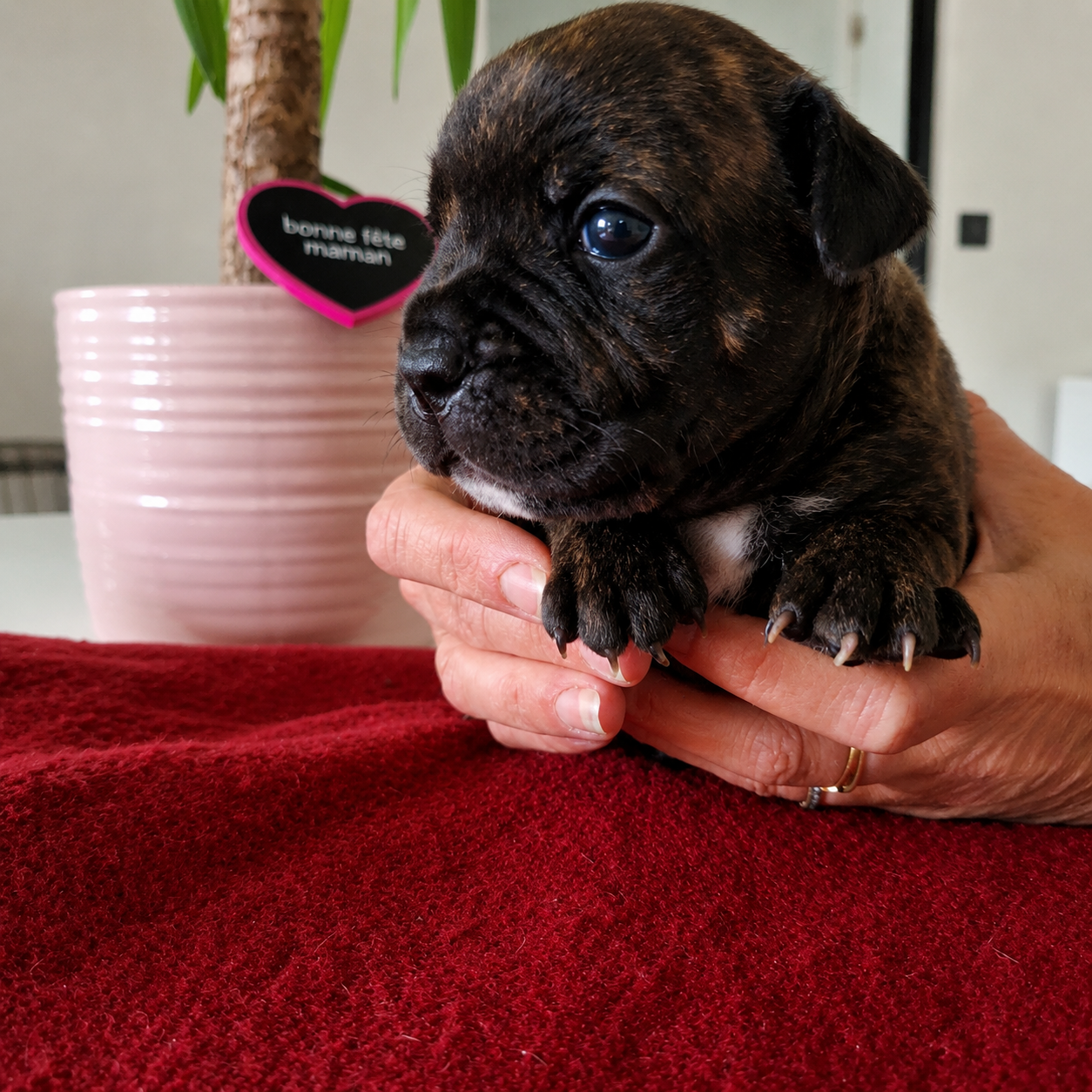 du Monde de Cali - Chiots disponibles - Staffordshire Bull Terrier