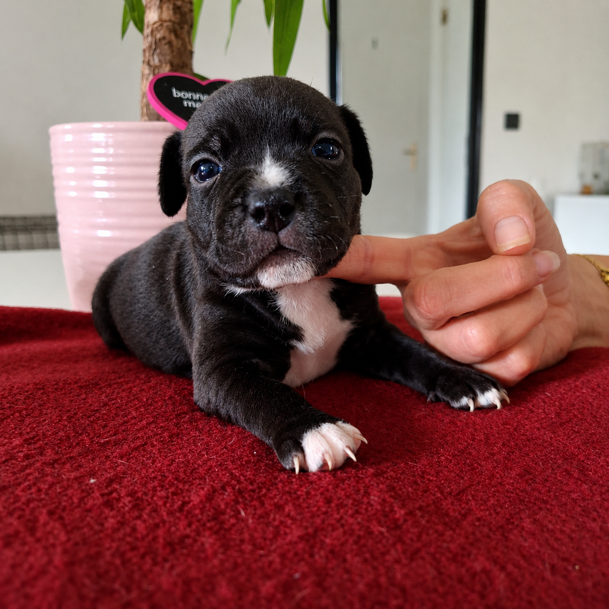 du Monde de Cali - Chiots disponibles - Staffordshire Bull Terrier
