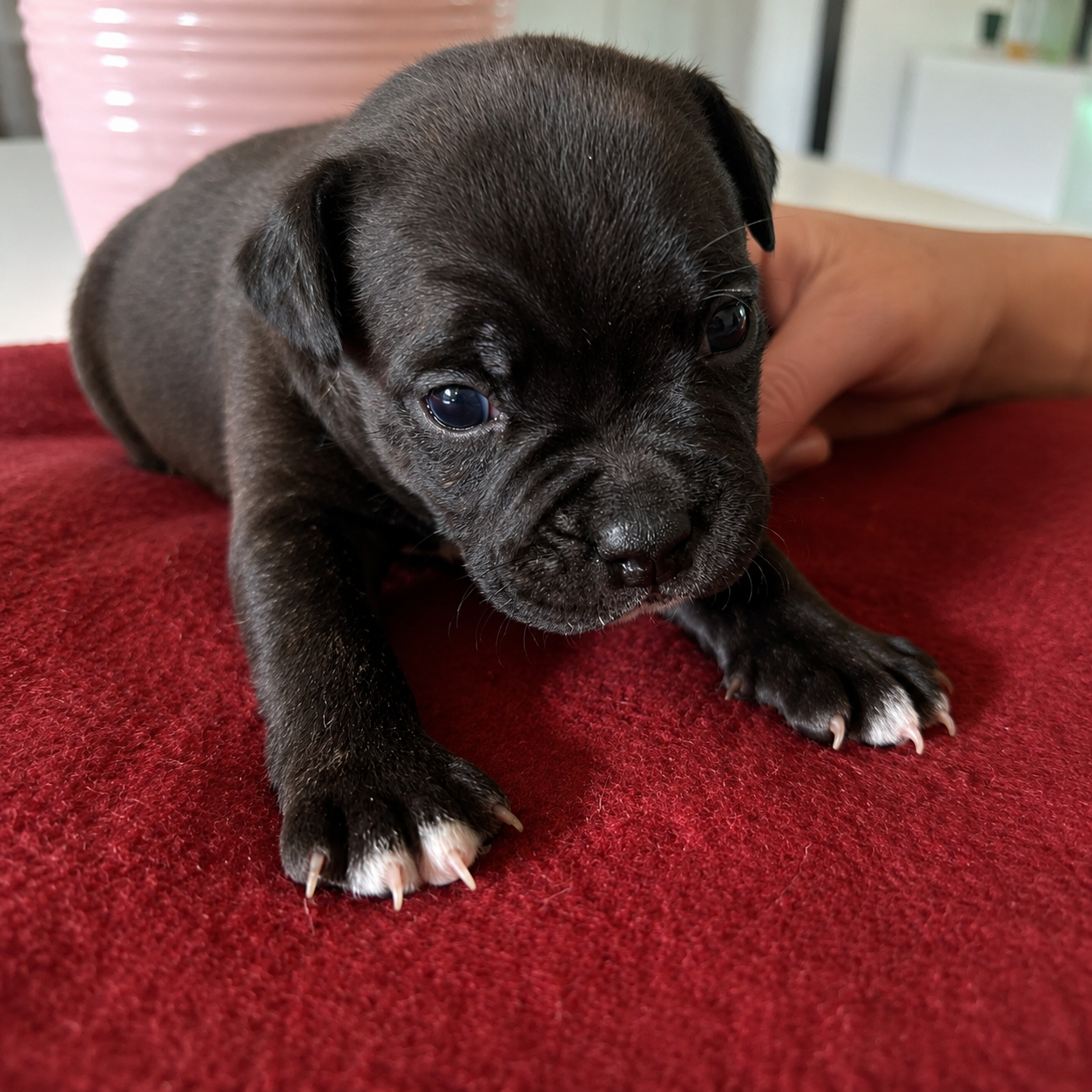 du Monde de Cali - Chiots disponibles - Staffordshire Bull Terrier