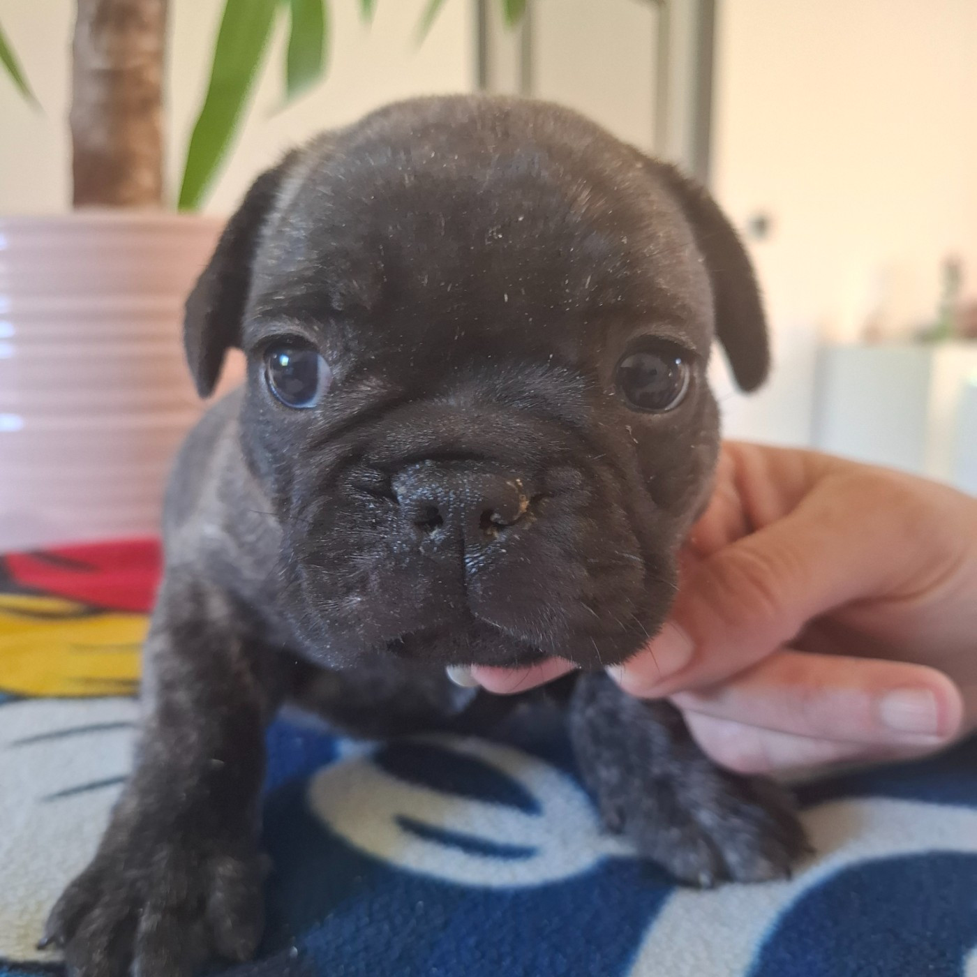 du Monde de Cali - Chiots disponibles - Bouledogue français