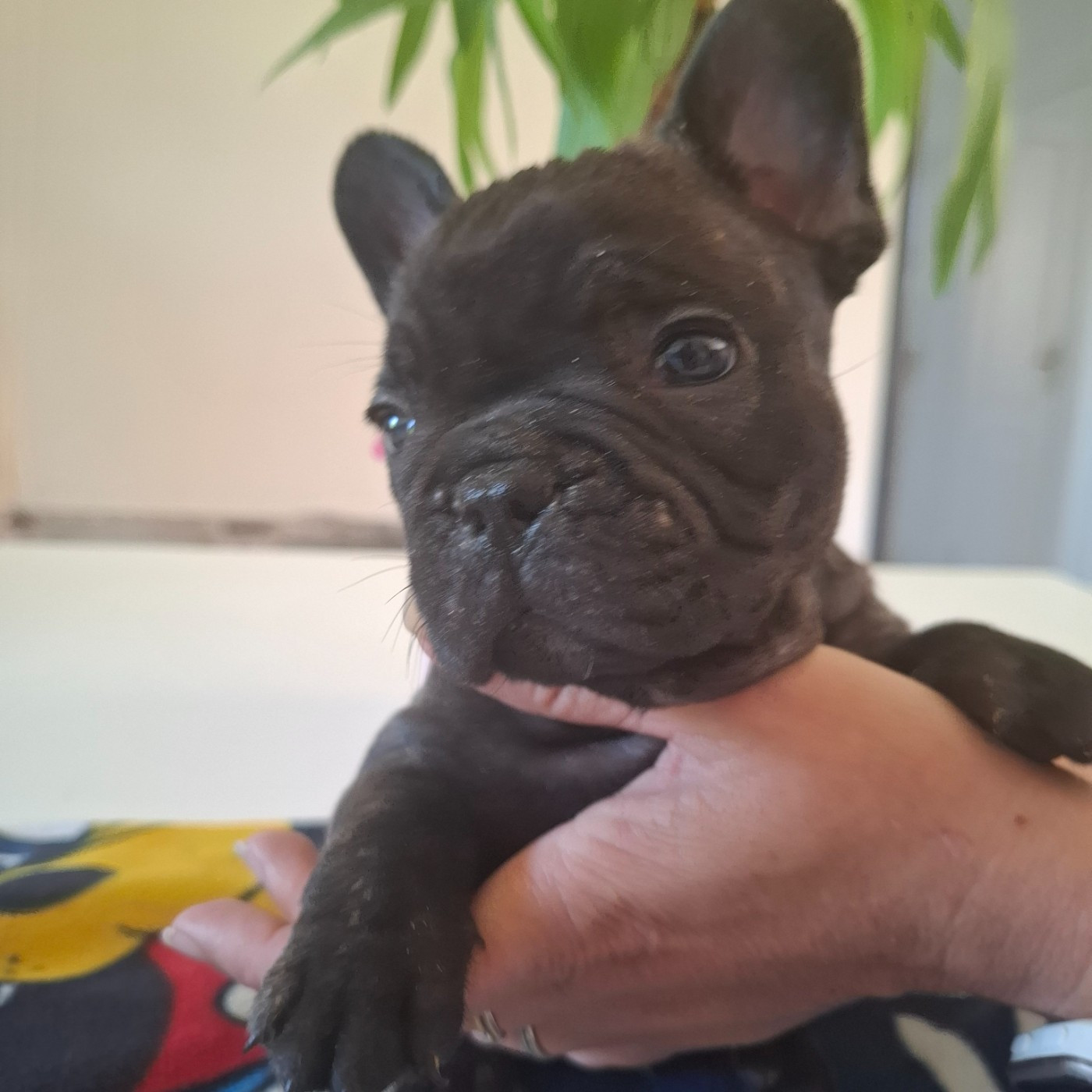 du Monde de Cali - Chiots disponibles - Bouledogue français