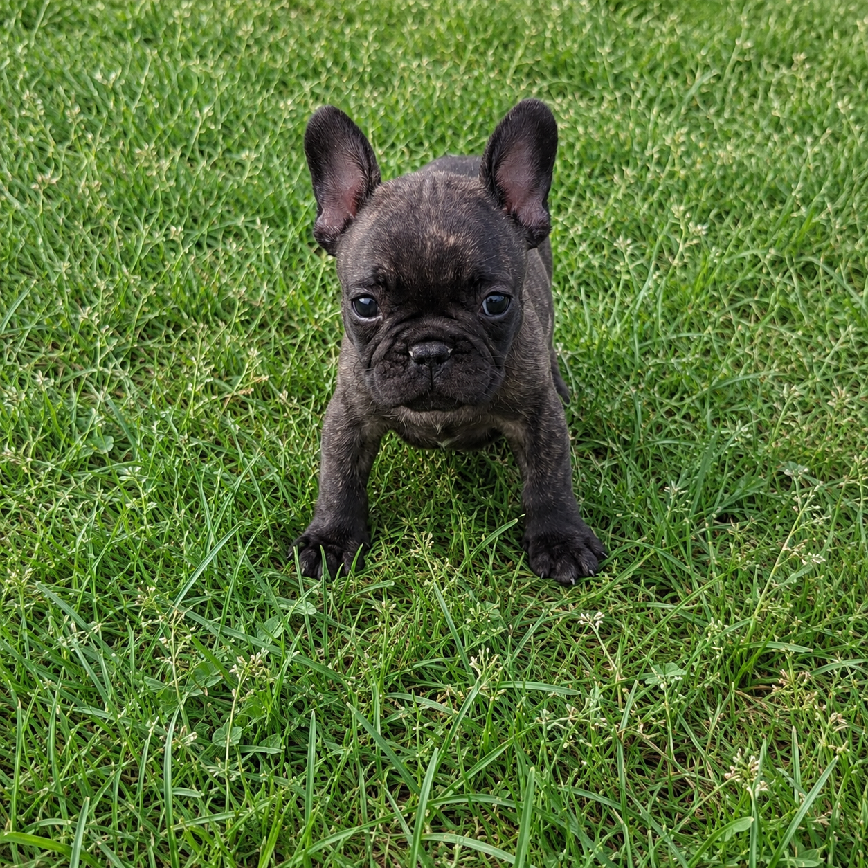 du Monde de Cali - Chiots disponibles - Bouledogue français