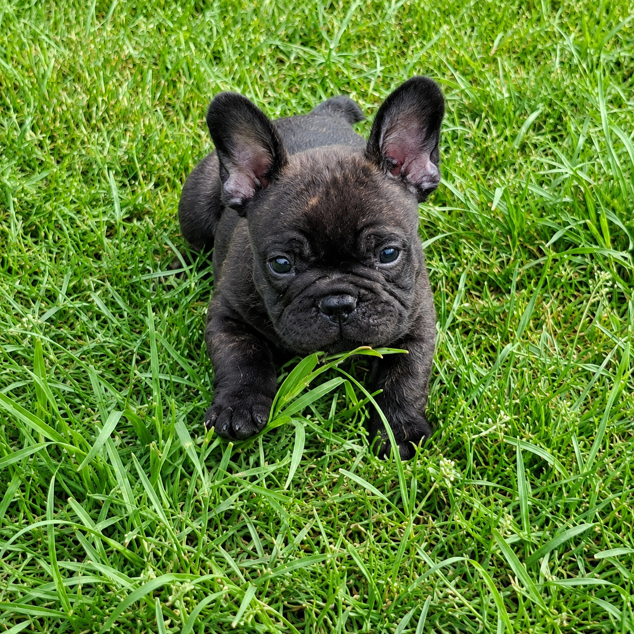 du Monde de Cali - Chiots disponibles - Bouledogue français