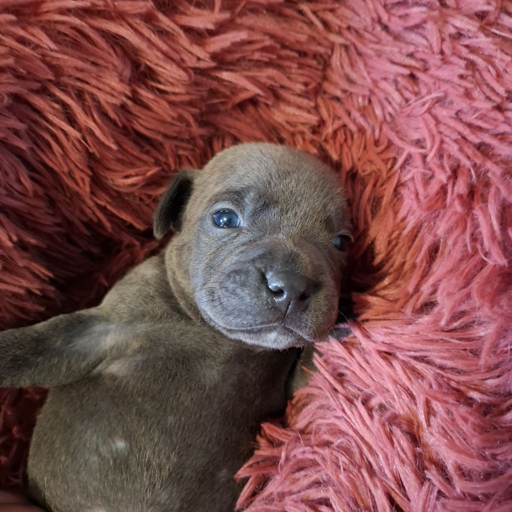 du Monde de Cali - Chiots disponibles - Staffordshire Bull Terrier